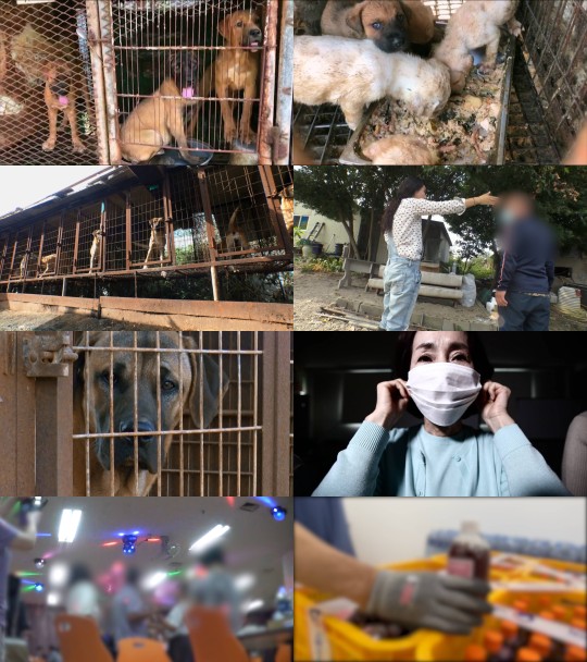 The secret story surrounding the true story exploration team's Gyeyangsan dog farm & the identity of a suspicious training center that wins Corona 19