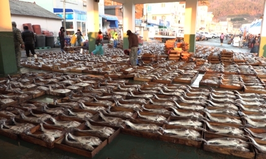 Geoje Opo Port, Korea's largest cod production area, occupying more than 30% of the nation's cod stock!