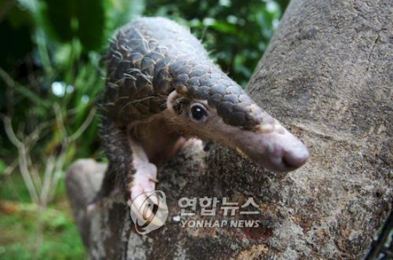 Pangolin, what kind of animal is considered a new coronavirus vector?
