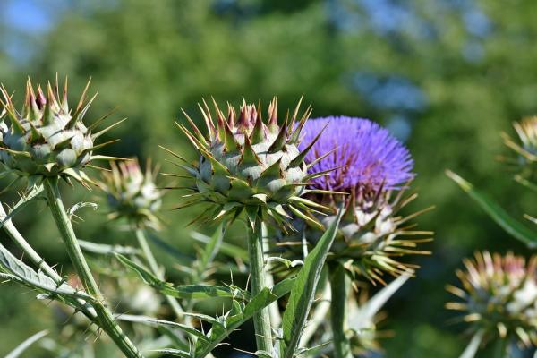 Artichoke Gastrointestinal Treatment The effect is to cut the thorns of artichoke with scissors