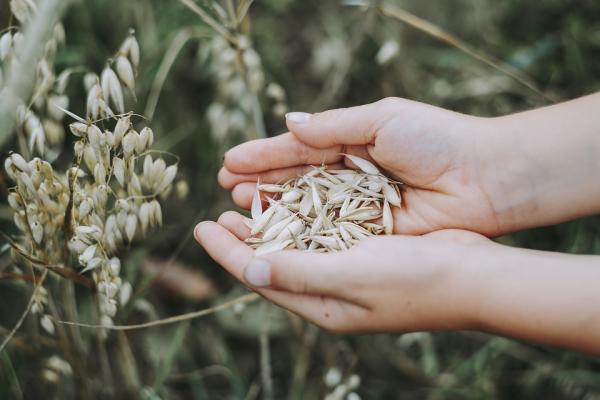 Sprout Oat Powder Efficacy and Side Effects Before sprouting oats, take young shoots