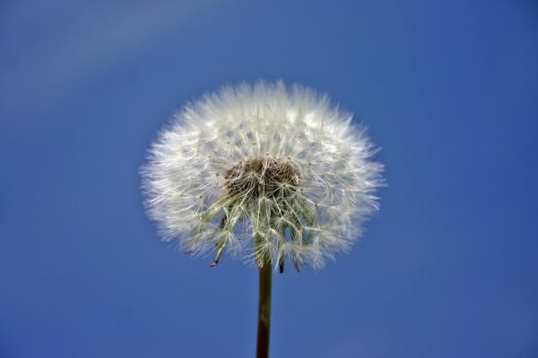 Dandelion, cooking Dandelion has been shown to be effective in gastrointestinal diseases