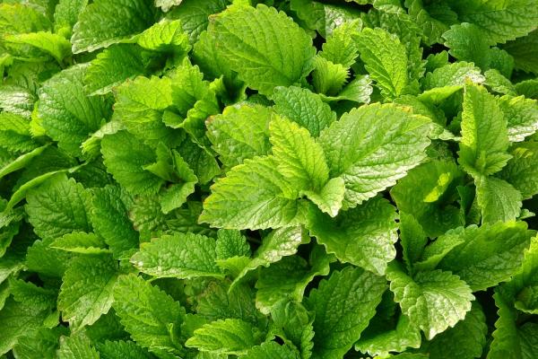 Lemon balm diet tips Smallpox is effective and toothache