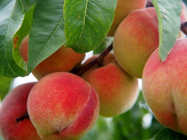 Peach too much, allergy, how to cut and peel…