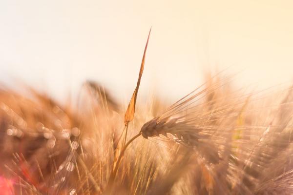 Sprout Barley Powder Color, Jeju, Suggested Sprout barley, a type of polyphenol, improves liver function