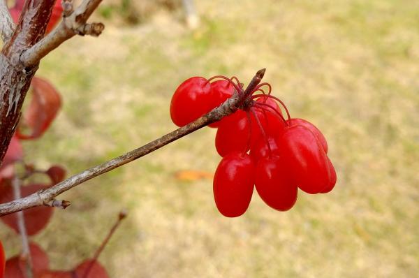 Schisandra chinensis Efficacy, side effects when treating diabetes mellitus in combination with other herbs