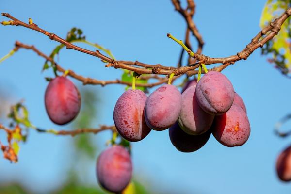 How to choose plum diets and dishes is that the skin is shiny and the plums are high in sugar