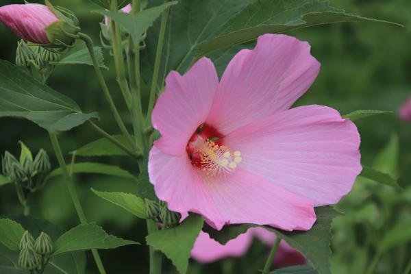 Hibiscus origin, tree, rosehip flowers bloom in summer