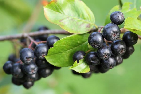 The highest content of anthocyanin among the fruits of aronia berries