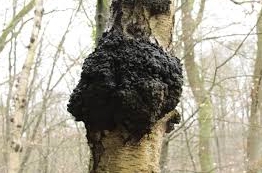 Chaga mushroom expiration date, ingredients, storage method To preserve chaga mushroom ingredients in a cool, airtight space