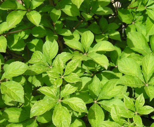 Ogapi juice and juice are widely used as herbal medicine