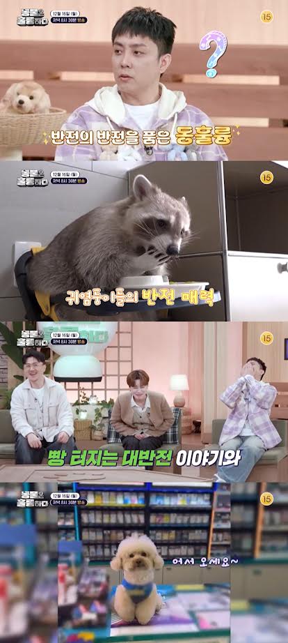 ‘Animals are great’, raccoon ‘Chunsigi’ with 100,000 followers on SNS appears!