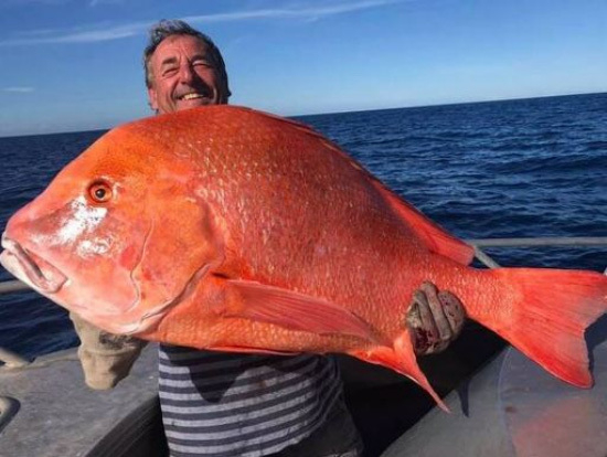 Australian giant fish, 104 cm long and 22 kg in weight!