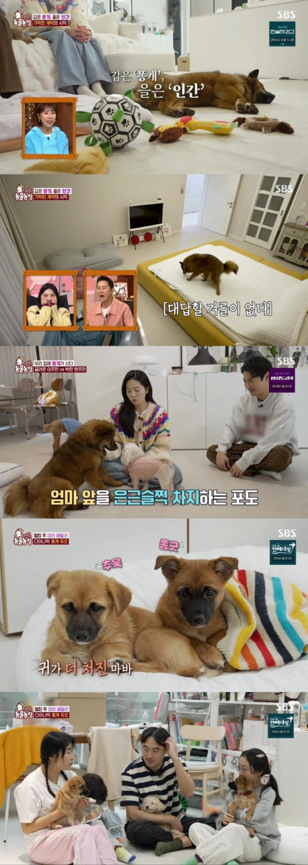 [SBS TV Animal Farm] Couples of the new family in 2025?!