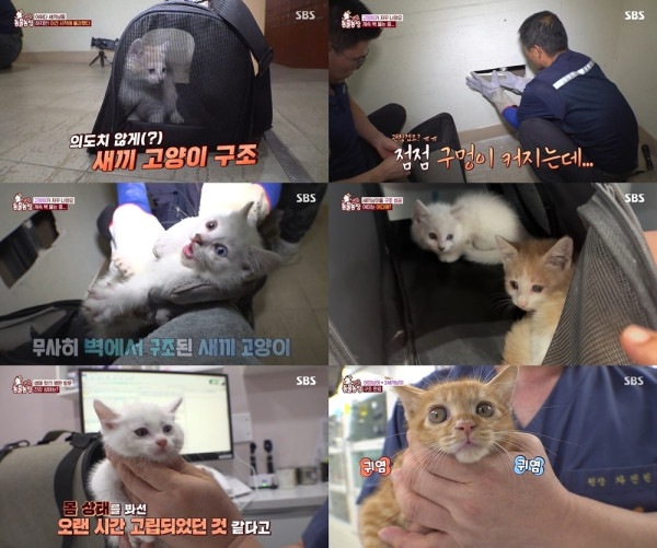 [SBS TV Animal Farm] A mother cat broke her silence and sent an SOS to save her cubs. After rescuing her, she found not one but four kittens.