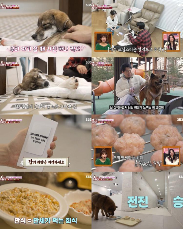 [SBS TV Animal Farm] Simplifting to a new family!