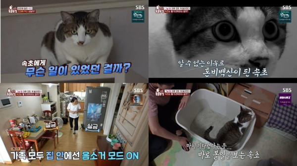 [SBS TV Animal Farm] Sokcho, a cat that hates the floor and is treated like a king