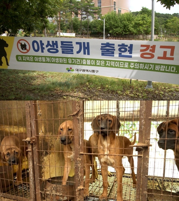 [SBS News Story] The fear of wild dogs still persists...