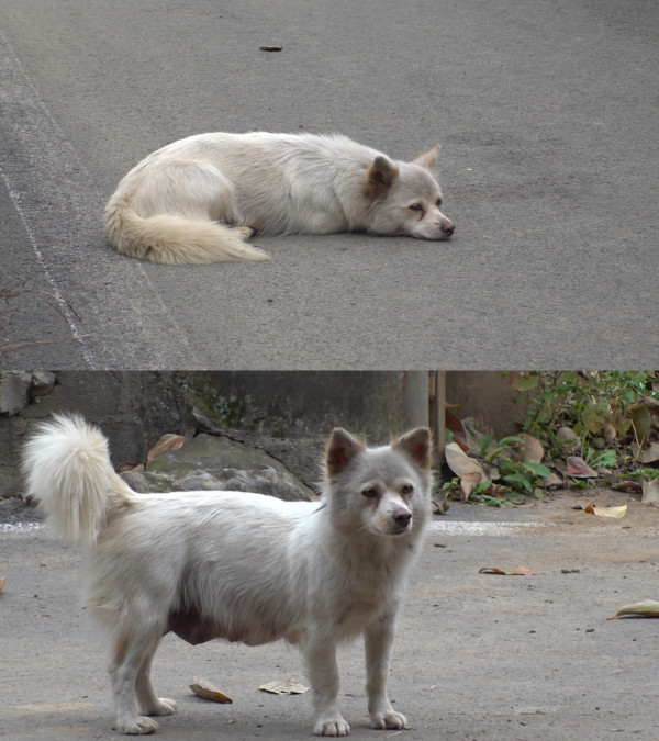 [SBS TV Animal Farm] ‘Boksil’ is keeping a strange distance from her uncle!