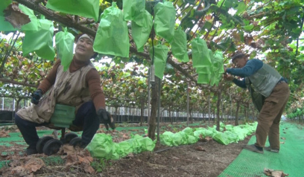 <Human Theater> Mr. Fortune in the Vineyard