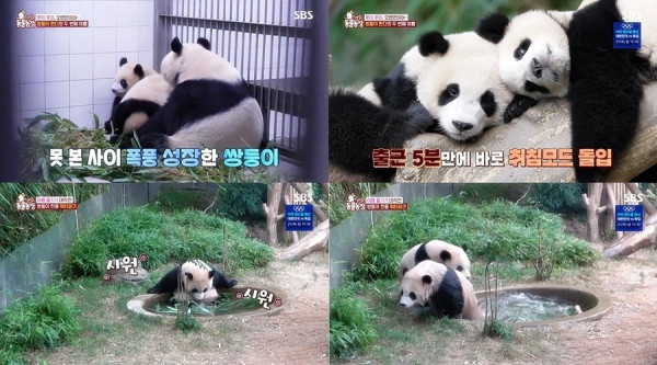 [SBS TV Animal Farm] Ruibao, Huibao with wide eyes in the private pool