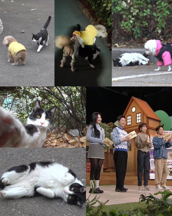 [SBS TV Animal Farm] The love story of Gaeseoni, a cat who loved(?) dogs