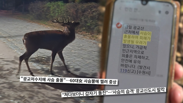 [SBS Curious Story Y] Why did deer appear in the city center?