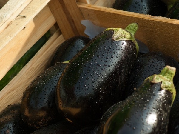 The season for eggplant is July and September.