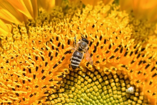 ‘Propolis’ so we often eat liquids