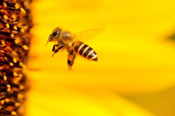 Propolis also contains a lot of pollen