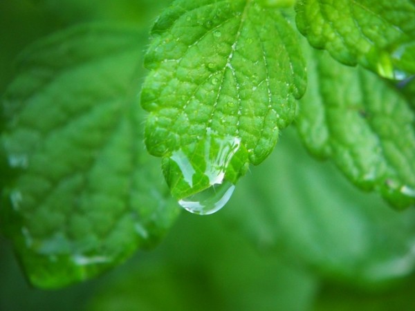 ‘Lemon balm, mental and mental stability, foods good for insomnia’