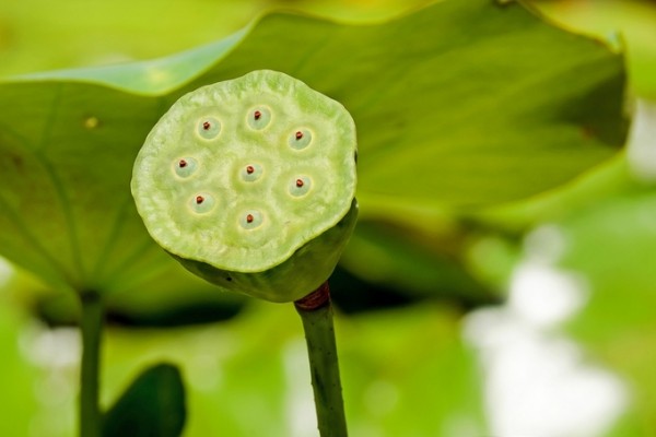 'How to eat lotus meat' promotes metabolism and prevents diabetes and dementia