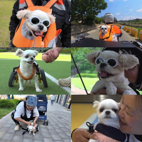 [SBS TV Animal Farm] Ride the ride around Andong.