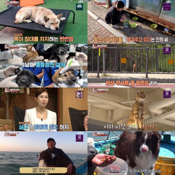 [SBS TV Animal Farm] This house is good.